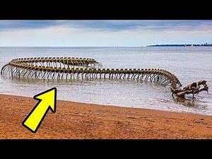 Największe zwierzęta w historii świata – w wodzie, powietrzu i na ziemi