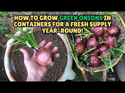 How to Grow Green Onions in Containers for a Fresh Supply Year-Round!🌱 #onion #gardening #greenonion