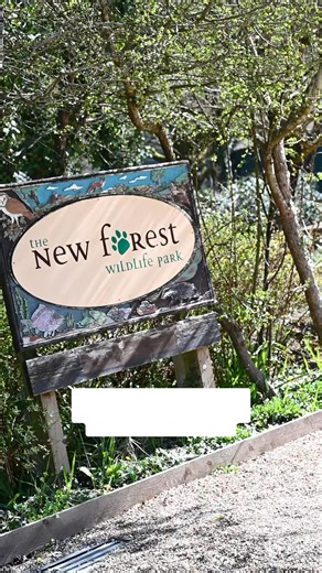 3.8K views · 16 reactions | This summer, head over to New Forest...