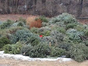 Woodbury's Tree Burning Taking Place in January