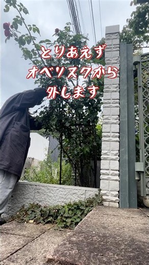 ルージュピエール様立て直します#ガーデン #ガーデニング #庭作業 #garden #g#gardenwork #ばら #バラ#薔薇#ばらのある暮らし