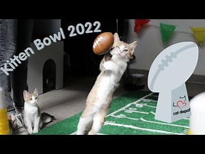 Kitten Bowl 2022