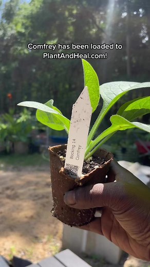 17 reactions | Bocking 14 comfrey is highly valued for its numerous...