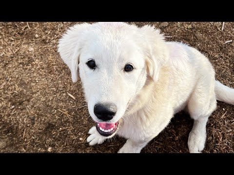 Building a safe, cozy home for our newest farm puppy
