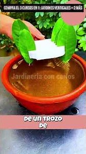 Learn how to propagate a lemon tree easily and simply #plants #garden #gardening #plants #vegetab...