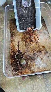 Worlds Biggest Spiders Making Babies