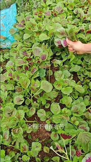 Red amaranth is a must-grow for lazy gardeners; just sow the seeds and it will grow—no need to wo...