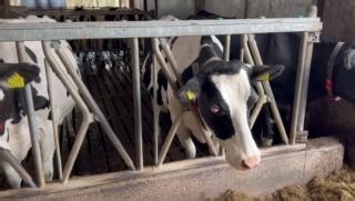 20K views · 153 reactions | Ever seen eyeballs like this? https://www.cowsignals.com/en/online_courses/the_big_5 | CowSignals Training Company | Facebook