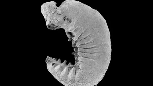 Scientists make unbelievable discovery inside rare 520-million-year-old fossil that made their ‘jaws drop’