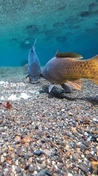 TikTokでYAOKI Fishing Japanさんをチェック！