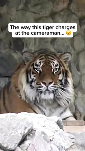 92K views · 3.3K reactions | Check out our comfy tiger shirts and...