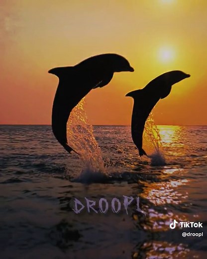 Symphony Dolphin Meme Edit - Hilarious Compilation