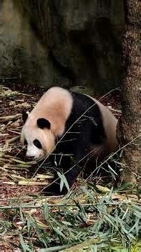 Panda Eating Bamboo #panda #pandaeating #travelchina