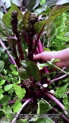 Harvesting Purple Cauliflower in the Vegetable Field