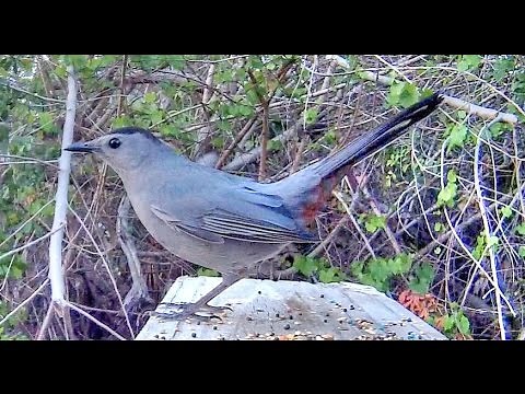 Catbird Mew Calls - Extreme Close Up