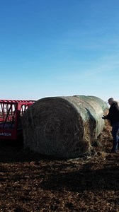 35K views · 644 reactions | Let’s feed the cows #beef #agriculture | femalefarmerrancher | Facebook
