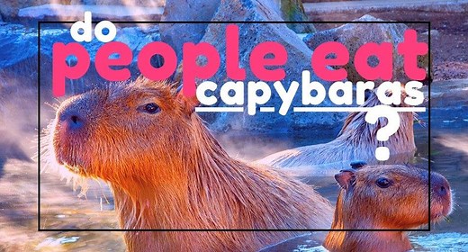 Do People Eat Capybaras? - UntamedAnimals