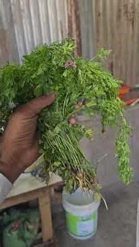 Breeding session me bajis ko kya khilai 👌🐣💪🤔🐦🔝👌 #birds #lovebirdsfarming #animalbreeding #parrot