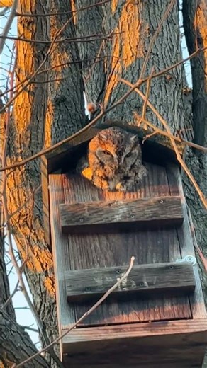 Meet my screech owl Dwight!