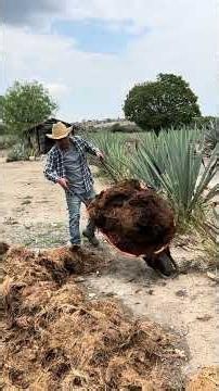 Esto HACEMOS con el BAGAZO después de DESTILAR 🤠🙌🏽🥃✨ #bagazo #trabajo