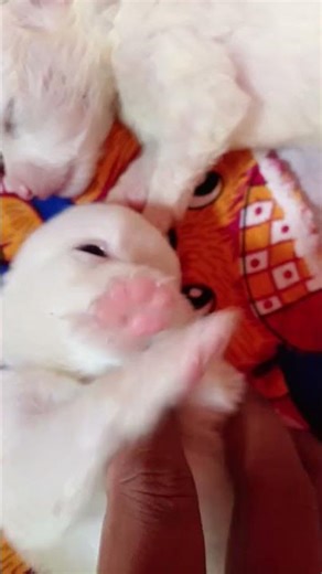 Sukoon 😘🐶🥰🫶🏻 #cute #shorts720p #petshub #dog #ekmotahathighumechala #viralvideos #pomeranian #comedy