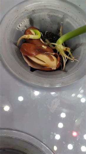 Hydroponic bean pod irrigation Uncle Walt's beans seeds #aerogarden