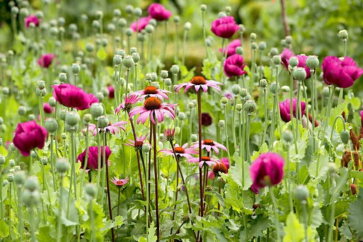 How Planting Wildflower Seeds Can Set Your Garden Free