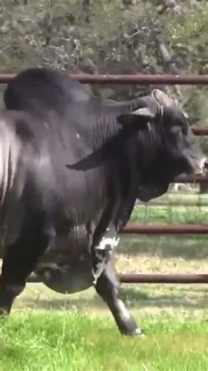 Dark.Powerful.Unstoppable! BIG Bull Ready to Stir Up the Pasture #bull #cow #champion #animals #farm