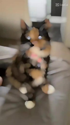 #GatoTricolor #Edits #Pets #cats