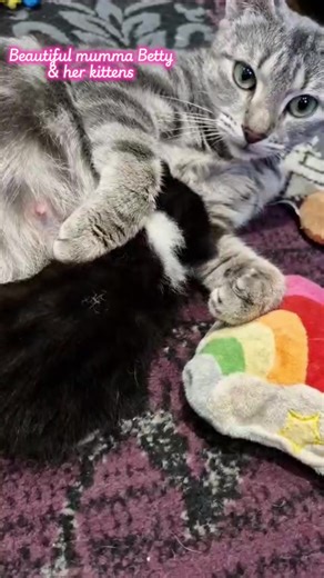A lovely update on Betty and her kittens from foster mum Joolz, adoptions or enquiries for the kittens are currently closed until they are older xxx #kittensoftiktok #catsoftiktok #pussycatlodge #essex #catrescue