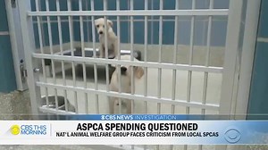 A CBS News investigation is raising questions about how the ASPCA is spending millions in donations. The group says the vast majority of donor dollars goes directly to its mission. Jim Axelrod looks into the group's spending. | CBS Mornings