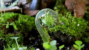 69K views · 467 reactions | Check out this time-lapse video to see the growth process of Matteuccia struthiopteris, commonly called ostrich fern. | VideoChina | Facebook