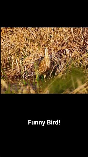 American Bittern's weird call & fluffing up before disappearing into the reeds. #birds #birdsounds