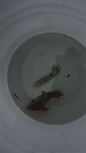 King Fish Catching Techniques with Live Squid