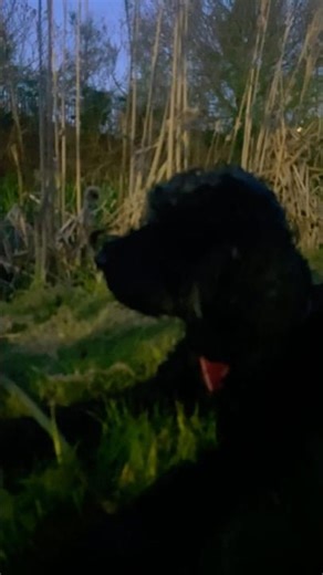 A Cockapoos Cool Sunday Evening! #cockapoodog #doglife