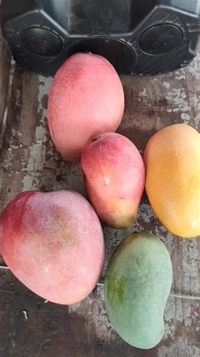 Let me teach you about mangoes: Black Fragrance Mango, Summer Snow Mango, Irwin Mango, Apple Mang...
