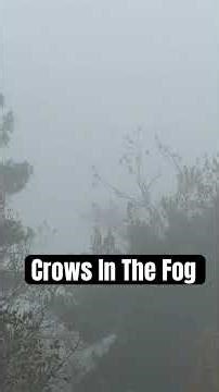 Crows Clash in the Fog 🌫️🖤 | Wild Bird Behavior Caught on Camera