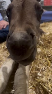 513K views · 43K reactions | Thank you so much to @tennesseeequinehospital This little guy has received the best care. He looks amazing Seven” oh you know just hanging out chewing on some straw, not much else to do “ Keep the prayers coming!!! ❤️ | Running Springs QH & Cattle Co | Facebook