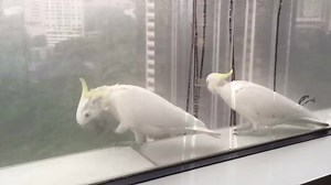 16K views · 248 reactions | **Please COMMENT with a blessing for our...