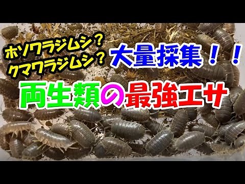 Mass collection of woodlice, rearing environment, and breeding plan