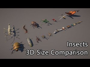 Insect size comparison 3D | Largest insect