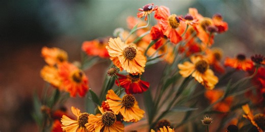 15 autumn garden favourites that keep the colour coming after summer