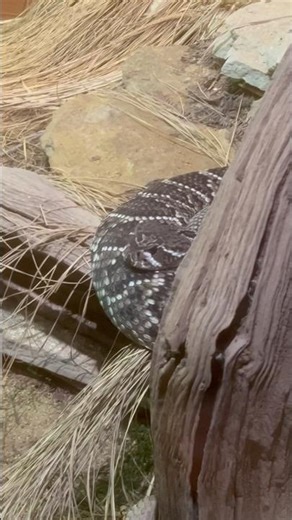 Large Eastern Diamondback Rattlesnake enclosure #phoenixkeenan#reptiles#rattlesnakes#snakelovers#fyp