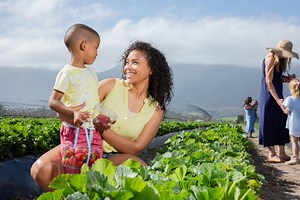 Pick Your Own Strawberries – Redberry Farm