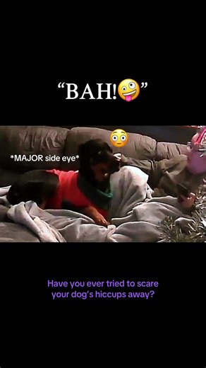 My poor girl got the hiccups and I did what any loving dog mom would do. I scared them away for her🤷🏻‍♀️ (sorryyyy for my loud TV) #rottweiler #rottiemom #jumpscare #hiccups #sideeye