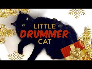 Little Drummer Cat