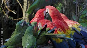 Group of Ara parrots, Red parrot Scarlet Macaw, Ara macao and military macaw (ara militaris)