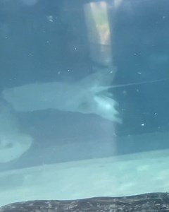 88K views · 314 reactions | It has to fend for itself from day one | Metro | Facebook