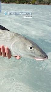 12K views · 212 reactions | They found a remote island with massive...