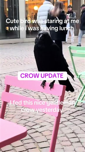 Feeding My Crow: A Funny Animal Encounter